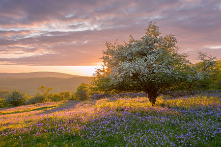 Golden sunset behind a lovely white hawthorn in a sea of bluebells